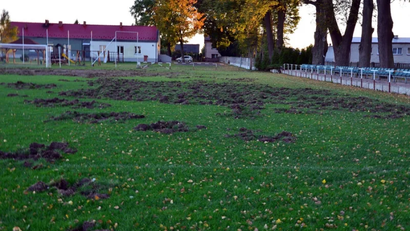 Koszty wzrastają, dziki wróciły ponownie.